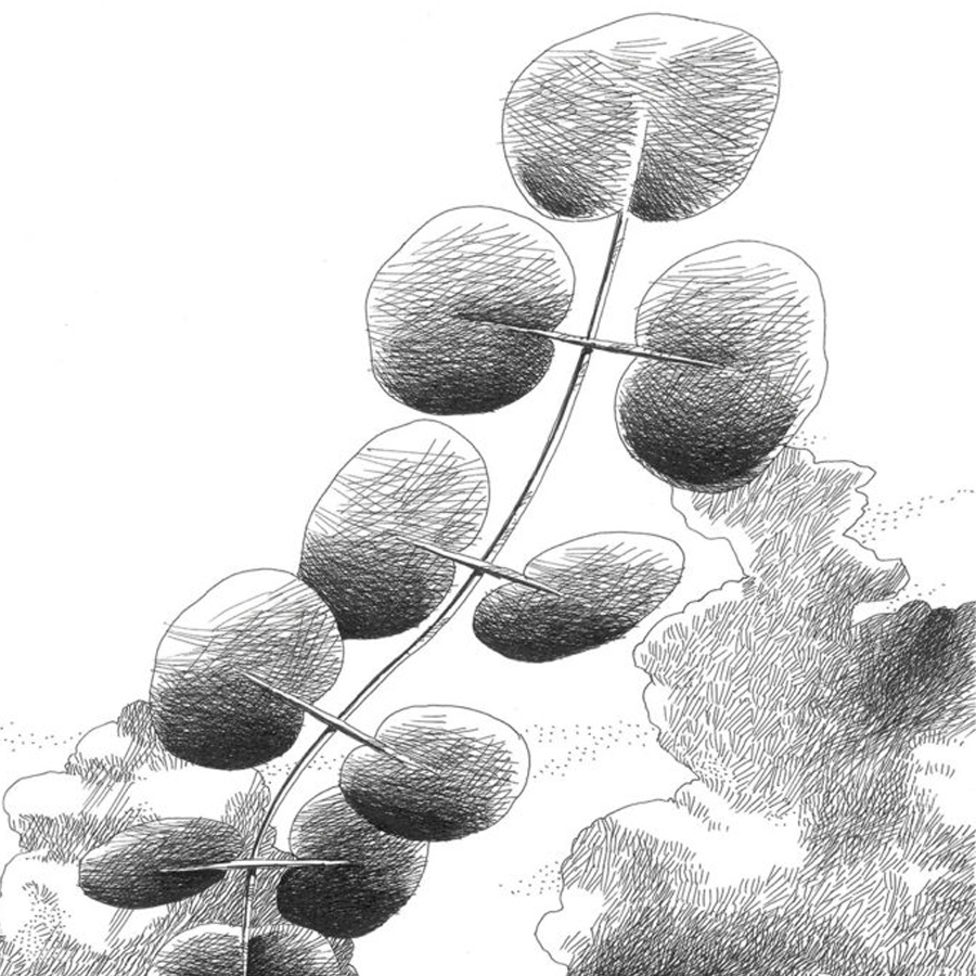 Caimi Botanica Akustik-Wand- und Deckenabsorber - Zeichnung