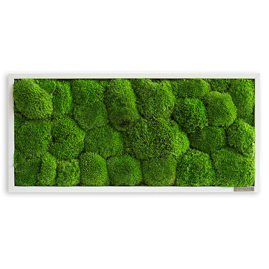 Moosbild im Kugelmoosdesign | 57x27cm | Vollholz Rahmen weiß
