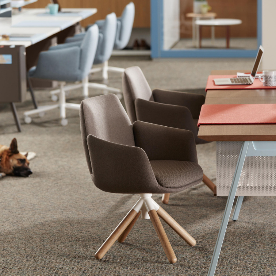 HAWORTH Poppy Beispielbild