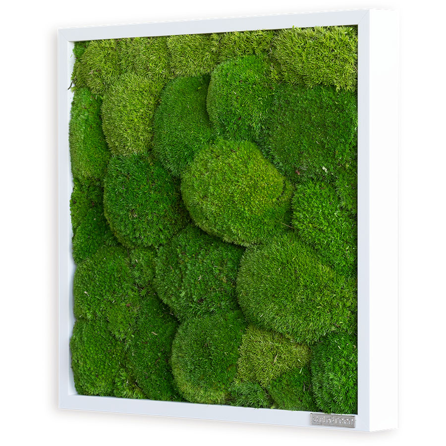 Moosbild im Kugelmoosdesign | 35x35cm | Vollholz Rahmen weiß