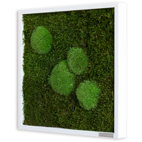 Moosbild im Wald- und Kugelmoosdesign | 35x35cm | Vollholz Rahmen weiß