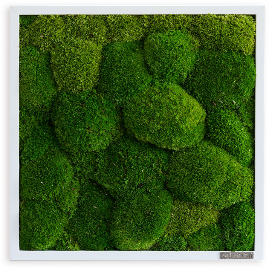 Moosbild im Kugelmoosdesign | 35x35cm | Vollholz Rahmen weiß