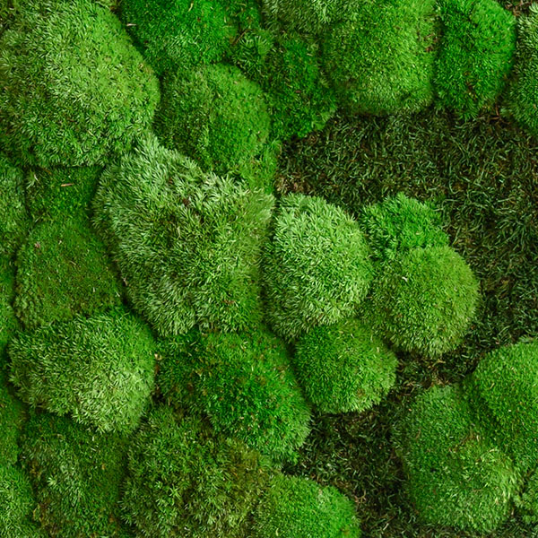 Moosbild im Wald- und Kugelmoosdesign mit Verlauf | 140x40cm | Vollholz Rahmen weiß