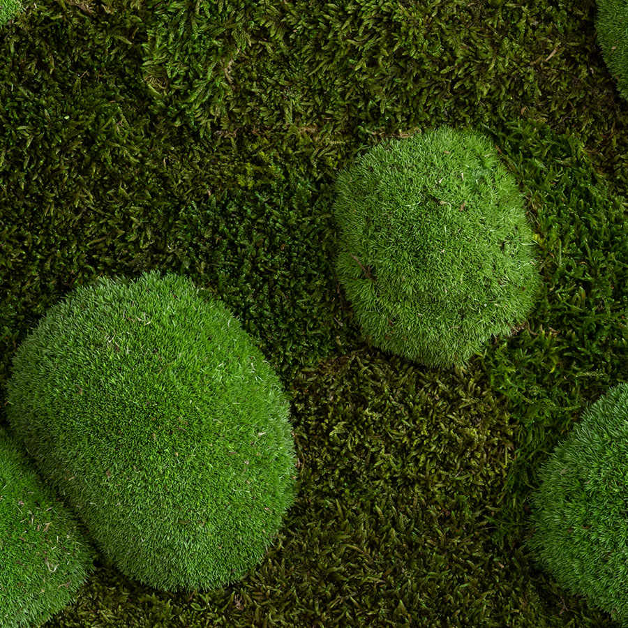 Moosbild im Wald- und Kugelmoosdesign | Nahaufnahme