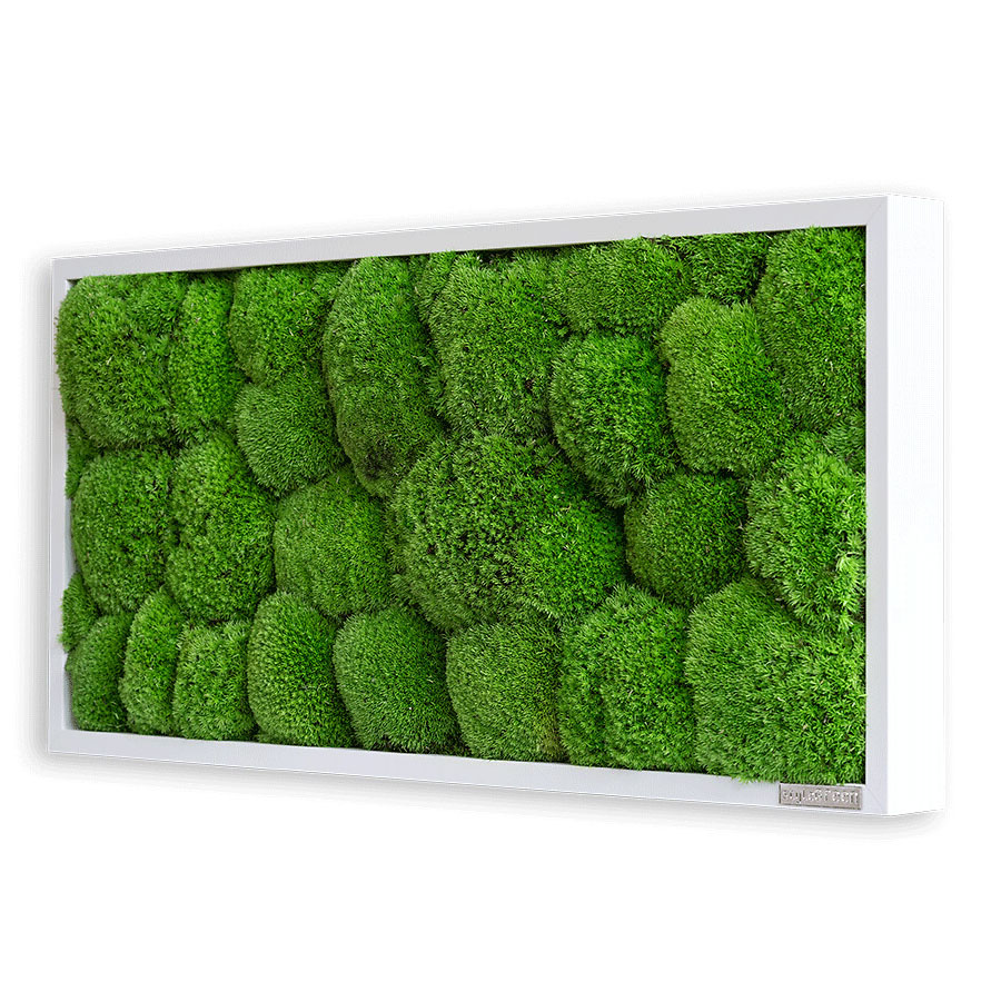 Moosbild im Kugelmoosdesign | 57x27cm | Vollholz Rahmen weiß