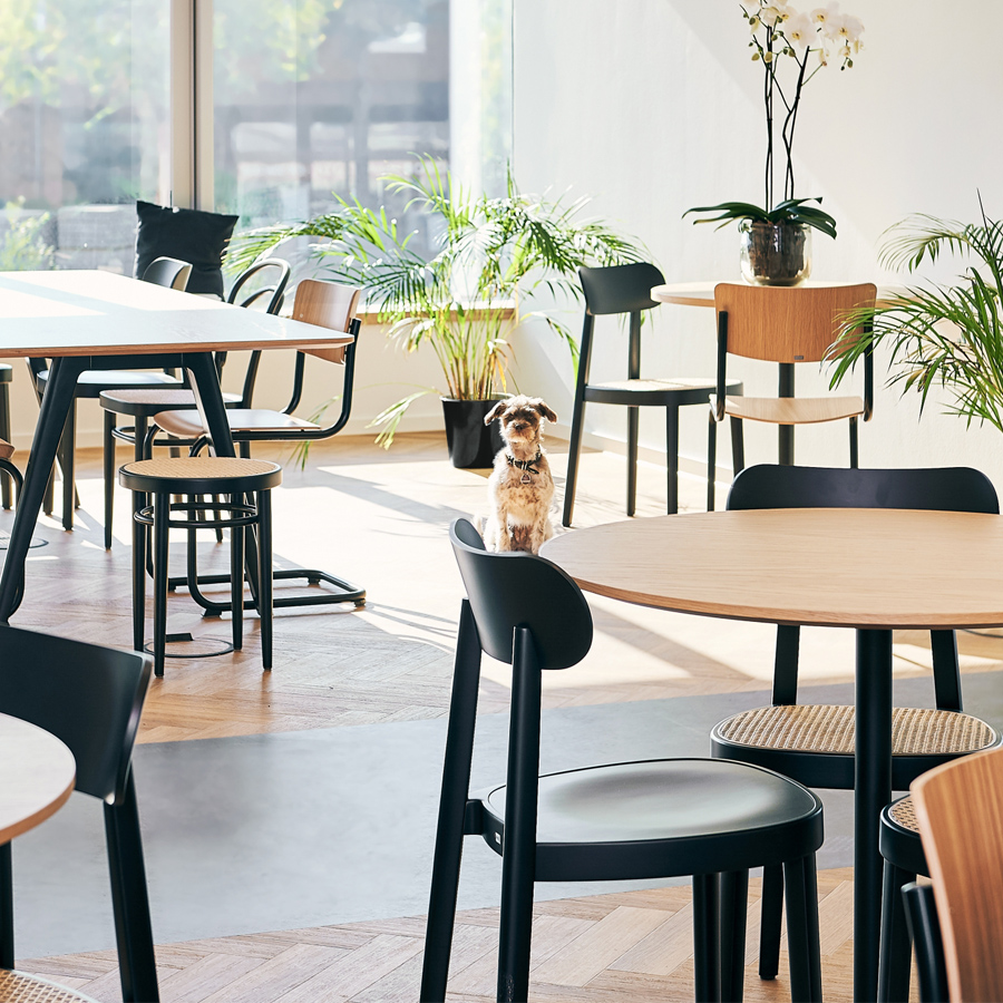 THONET 118 M Holzstuhl mit Muldensitz - Beispielbild