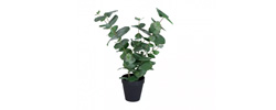Eukalyptus klein Kunstpflanze