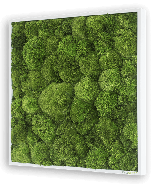 styleGREEN KUGELMOOSBILD 80X80CM