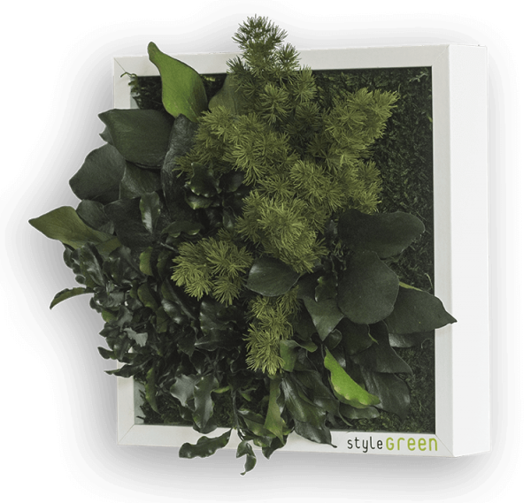 Stylegreen Pflanzenbild 22x22 cm seitliche Ansicht