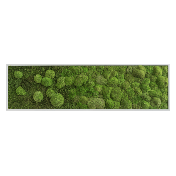 MOOSBILD VERLAUF: WALD- UND KUGELMOOSBILD VERLAUF 140X40CM