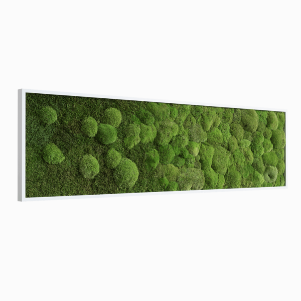 MOOSBILD VERLAUF: WALD- UND KUGELMOOSBILD VERLAUF 140X40CM