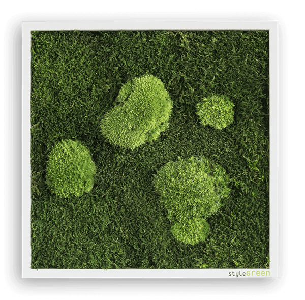MOOSBILD: WALD- UND KUGELMOOSBILD 55X55 CM