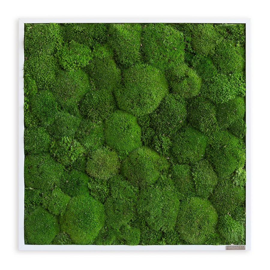 styleGREEN Moosbild im Kugelmoosdesign 55x55cm Vollholz Rahmen weiß stylegreenDS10280