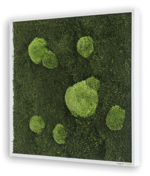 MOOSBILD: WALD- UND KUGELMOOSBILD 55X55 CM