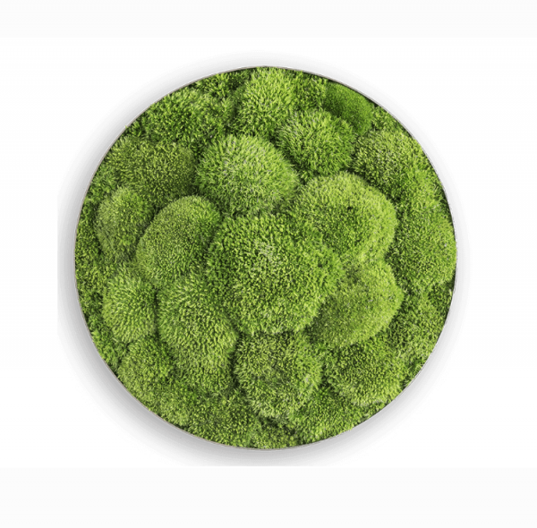 styleGREEN MOOSBILD: KUGELMOOS-ELLIPSOID 34 cm