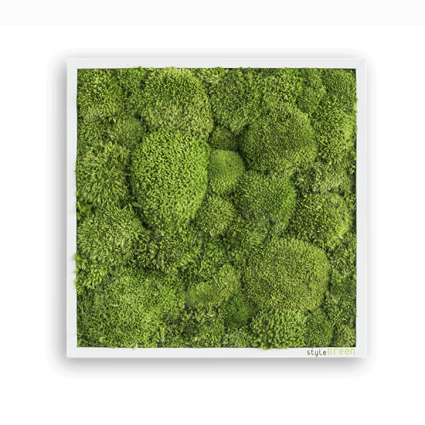 styleGREEN Kugelmoosbild 35 x 35 cm