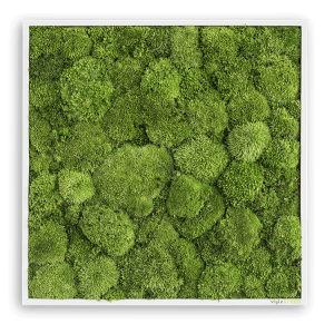 styleGREEN KUGELMOOSBILD 80X80CM styleGREEN KUGELMOOSBILD 80X80CM