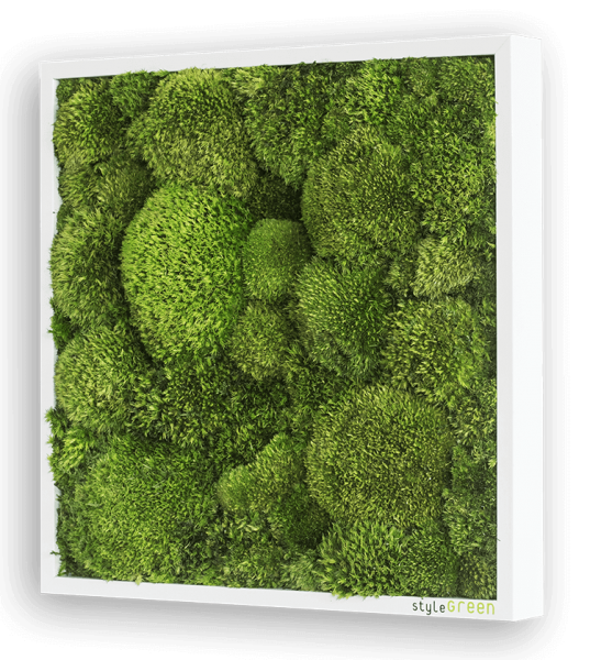 styleGREEN Kugelmoosbild 35 x 35 cm Perspektive