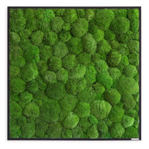 Moosbild im Kugelmoosdesign | 80x80cm | Vollholz Rahmen schwarz Moosbild im Kugelmoosdesign | 80x80cm | Vollholz Rahmen schwarz