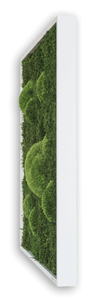 MOOSBILD: WALD- UND KUGELMOOSBILD 55X55 CM