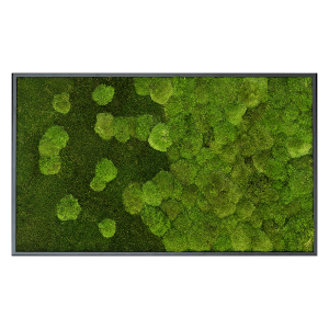 styleGREEN MOOSBILD VERLAUF WALD- UND KUGELMOOSBILD 100X60 cm styleGREEN MOOSBILD VERLAUF WALD- UND KUGELMOOSBILD 100X60 cm