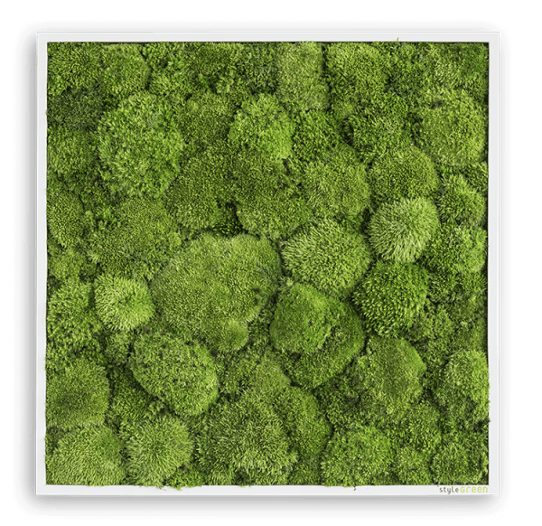 styleGREEN KUGELMOOSBILD 80X80CM
