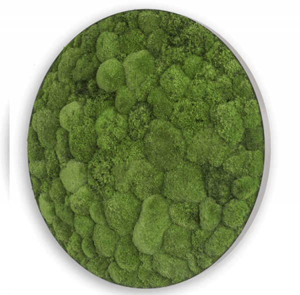 styleGREEN MOOSBILD: KUGELMOOS-ELLIPSOID 80 cm