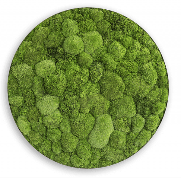 styleGREEN MOOSBILD: KUGELMOOS-ELLIPSOID 80 cm